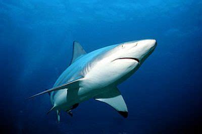 what are the odds of getting bit by a shark|Shark Attack FAQ – Discover Fishes .